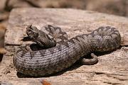 Vipera ammodytes