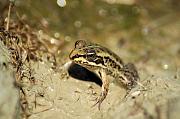 Pelophylax epeiroticus