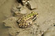 Pelophylax epeiroticus