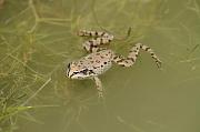 Pelophylax epeiroticus