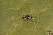 Pelophylax epeiroticus