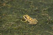 Pelophylax epeiroticus