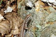 Podarcis muralis