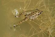 Pelophylax epeiroticus