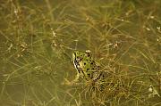 Pelophylax epeiroticus