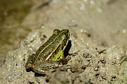 Pelophylax epeiroticus