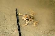 Pelophylax epeiroticus