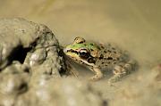 Pelophylax epeiroticus