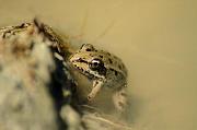 Pelophylax epeiroticus