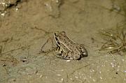 Pelophylax epeiroticus