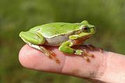 Hyla arborea