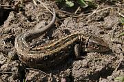 Samice ještěrky Lacerta agilis od Padureni.