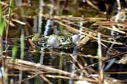 Pelophylax ridibundus