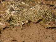 Pelophylax cretensis