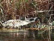 Mauremys rivulata