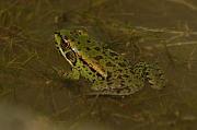 Pelophylax epeiroticus