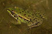 Pelophylax epeiroticus