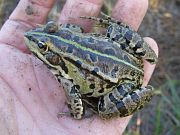 Pelophylax ridibundus