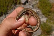 Podarcis muralis