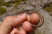 Podarcis muralis