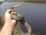 Dolichophis caspius