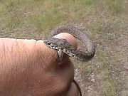 Dolichophis caspius