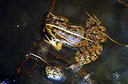 Pelophylax ridibundus