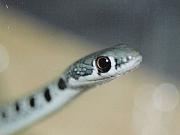 Platyceps najadum