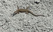 Podarcis muralis