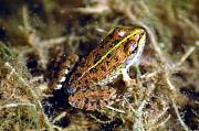 Pelophylax ridibundus