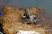 Pelophylax ridibundus