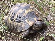 Testudo hermanni