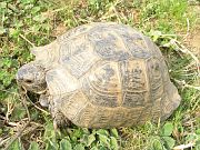 Testudo graeca