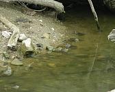 Pelophylax ridibundus