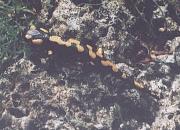 Salamandra salamandra