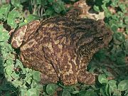 Bufo bufo spinosus