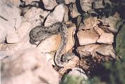 Vipera ammodytes