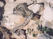 Vipera ammodytes