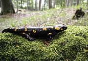 Salamandra salamandra