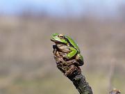 Hyla arborea