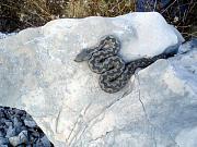 Vipera ammodytes