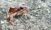 Rana dalmatina