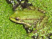 Pelophylax ridibundus