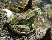 Pelophylax ridibundus