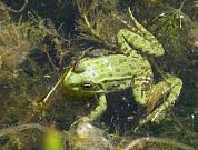 Pelophylax ridibundus