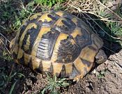 Testudo hermanni