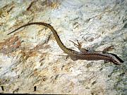 Podarcis muralis