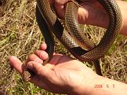 Dolichophis caspius