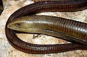 Pseudopus apodus
