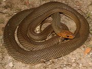 Dolichophis caspius